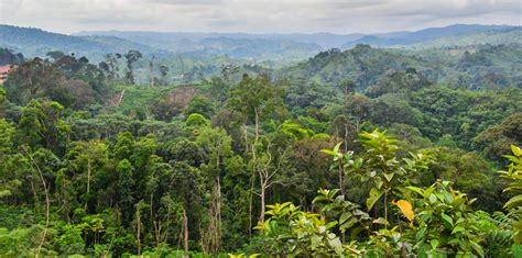 What’s climate change going to do to the Congo rainforest | Ensia