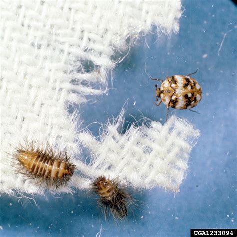 Carpet Beetles: Got Pests? : Board of Pesticides Control: Maine DACF