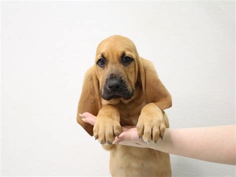 Bloodhound-DOG-Female-Red-3423113-My Next Puppy