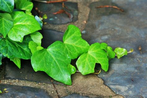 Bright Ivy Creeper On Slasto Free Stock Photo - Public Domain Pictures