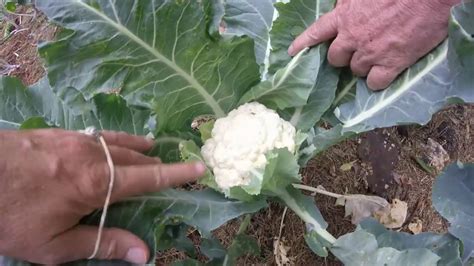 Blanching Cauliflower and Garden Harvest June 9, 2020 - YouTube