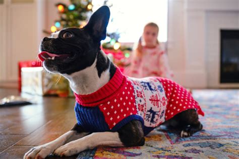 'Tis The Season of Festive Christmas Sweaters For Your Dog