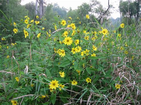 Helianthus microcephalus (Small-headed Sunflower, Small Woodland Sunflower, Woodland Sunflower ...