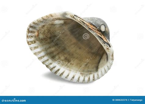 Empty seashell isolated stock photo. Image of simple - 300632374