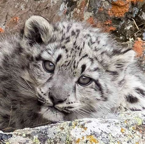 Hero snow leopard mother with four cubs pictured in Mongolia