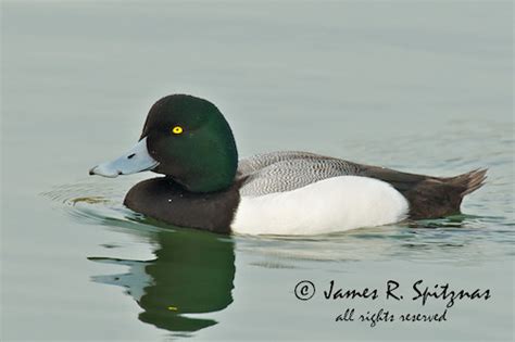 Greater Scaup [Duck] (male, breeding) - Aythya marila | Flickr