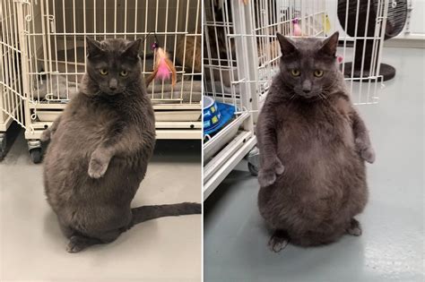 Shelter says fat cat that likes to stand on hind legs is “too cool to be homeless” - WSVN 7News ...