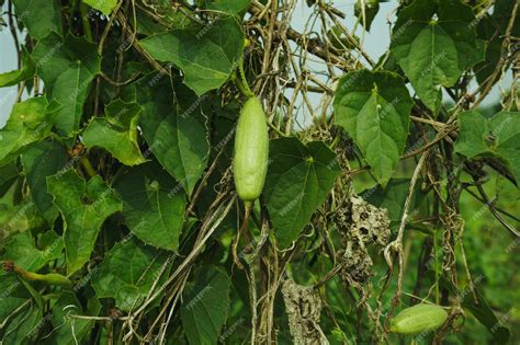 Premium Photo | Trichosanthes dioica also known as pointed gourd it is ...