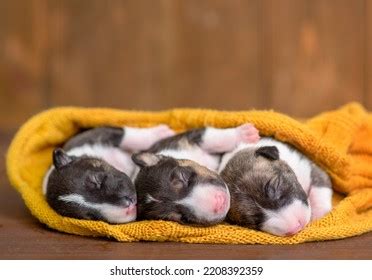 807 Sleeping Yorkie Images, Stock Photos & Vectors | Shutterstock