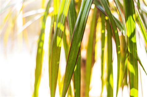 green palm leaves - Photo #1470 - motosha | Free Stock Photos