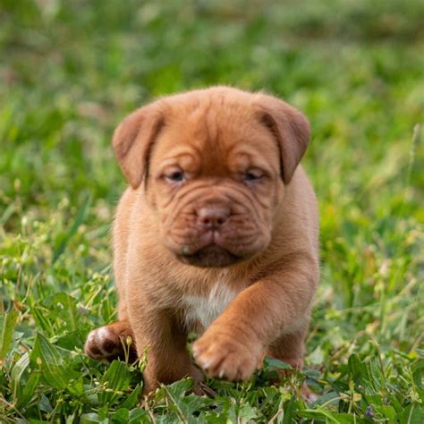 Dogue De Bordeaux / French Mastiff Puppies For Sale • Adopt Your Puppy Today • Infinity Pups