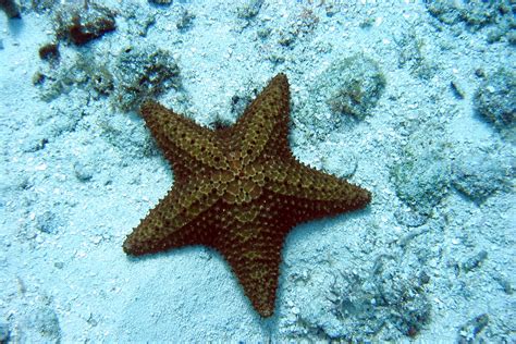 File:San Miguel starfish.jpg - Wikipedia, the free encyclopedia