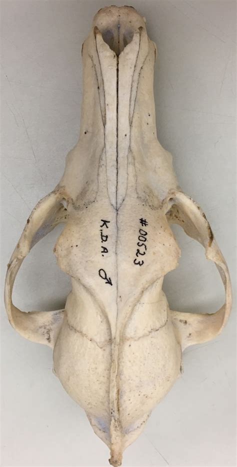 Canine skull anatomy dorsal Diagram | Quizlet