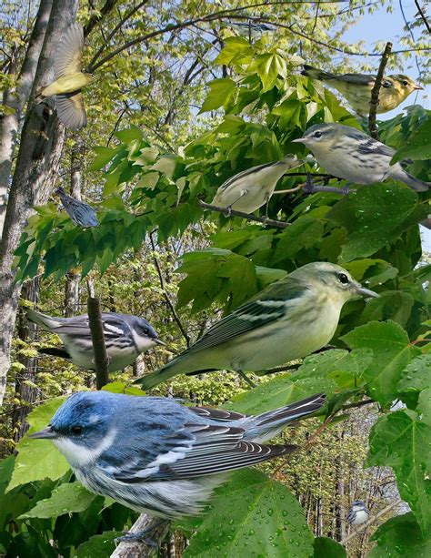 Conservation Coffee Helps Protect America's Cerulean Warbler - Urban Ghosts