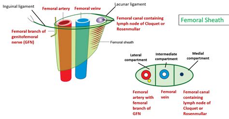 Femoral Sheath – Anatomy QA