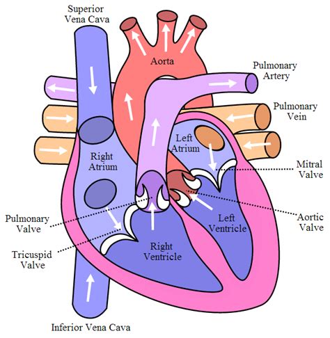 Difference Between Superior and Inferior Vena Cava | Superior vs Inferior Vena Cava