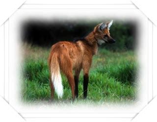 Preservando la Fauna de Mi Querido Perú: El Lobo De Crin