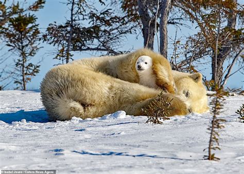 Adorable Polar Bear Cubs Have Been Snapped Playing In The Snow With ...