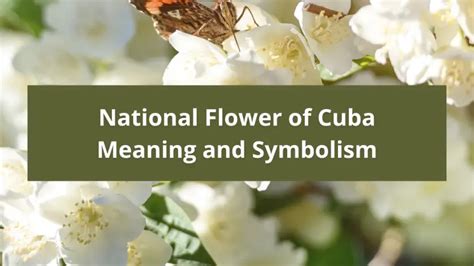 What is the national flower of Cuba, Meaning and Symbolism