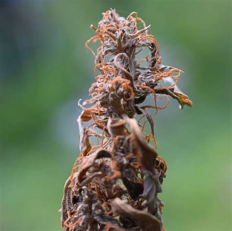 Bud Rot: How to prevent this and powdery mildew or cannabis mould ...