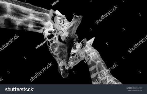 Black And White Photography Baby Giraffe