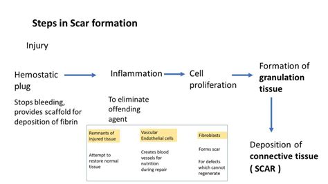 TISSUE REPAIR: By Connective tissue deposition. Angiogenesis & Tissue ...