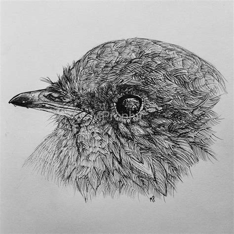 I challenged myself to draw the robin from r/pics, using micron pens : drawing | Pen art ...