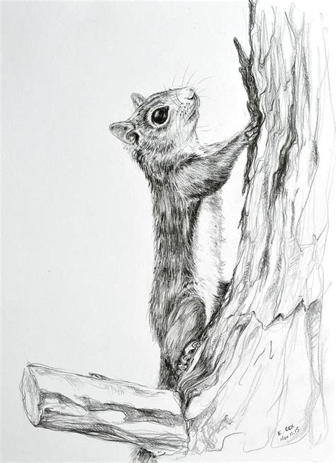 Squirrel In Tree Drawing at PaintingValley.com | Explore collection of Squirrel In Tree Drawing