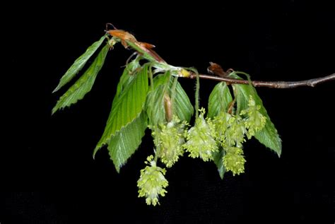 Fagus grandifolia (American Beech, Beech, Beechnut Tree, Red Beech, Ridge Beech, White Beech ...