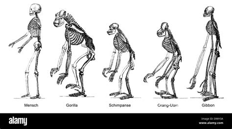 Comparison of the skeletons of mankind and ape, anatomy, evolution of mankind, relation between ...