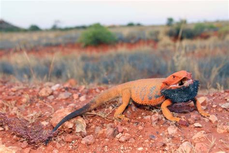 Native Australian bearded dragon - ABC News (Australian Broadcasting Corporation)