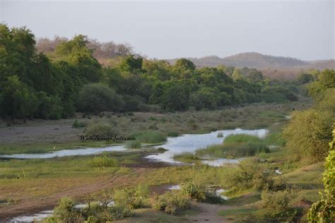 The Amazing Gir Forest National Park And Wildlife Sanctuary of India