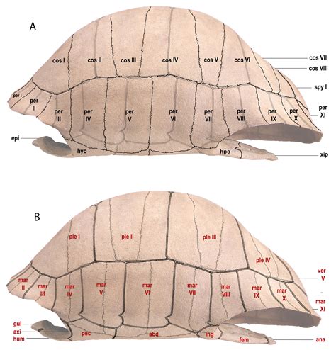 Tortoise Shell Anatomy