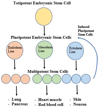 Analyzing the Importance of Cell Differentiation in the Production of Cell Type during ...