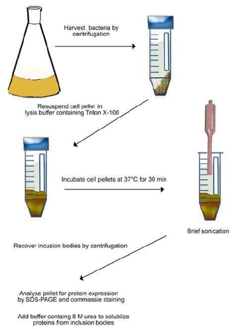 Scheme of purification of inclusion bodies (as described in step 2.1).... | Download Scientific ...