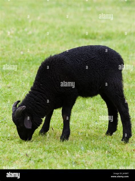 Black Sheep Stock Photos & Black Sheep Stock Images - Alamy