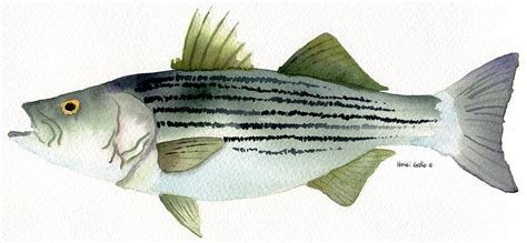 Striped Bass Painting by Heidi Gallo - Fine Art America