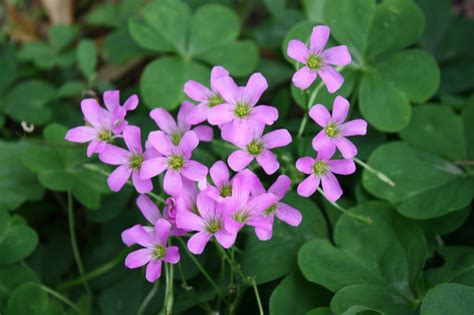 Oxalis Pink Flowering, Wood Sorrel, Green Leaf Shamrock Plant.