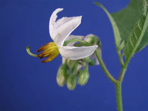 Solanum carolinense (Solanaceae) image 787 at PhytoImages.siu.edu