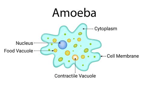 Premium Vector | Amoeba Structure Cytoplasm Cell Membrane Contractile ...