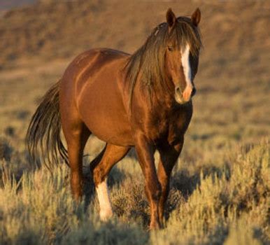 Horse Breeds - American Mustang / horse breeds pictures