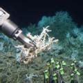 Scientists discover hidden deep-sea coral reef off South Carolina Coast | nSc Science