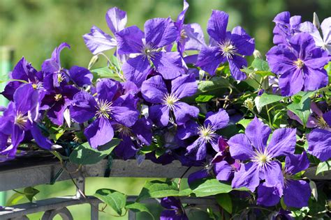 How to Plant, Grow, and Care for Clematis - Florissa