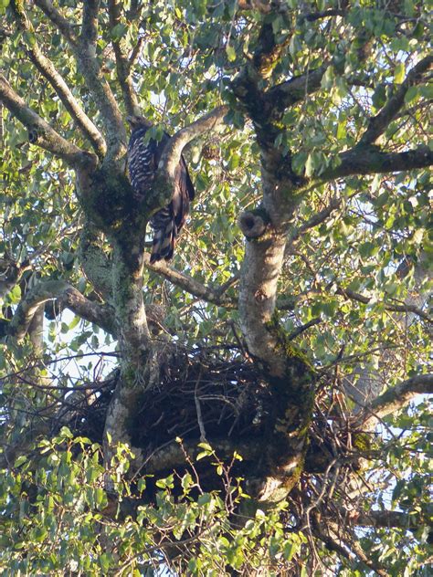 African crowned eagle above nest | aecole2010 | Flickr