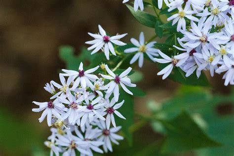 Aster divaricatus / White Wood Aster – One Nature Plant Nursery