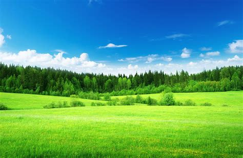 Green Grass Wallpapers - Top Free Green Grass Backgrounds - WallpaperAccess