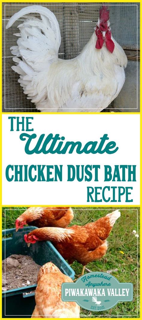 Did you know chickens love a dust bath? They use it to naturally repel fleas, mites, ticks and ...