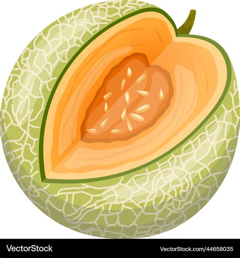 Melon cantaloupe cartoon Royalty Free Vector Image