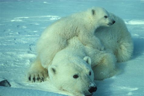 Polar Bear Mother Cub · Free photo on Pixabay