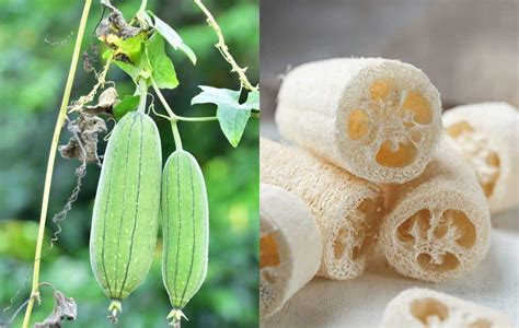 When To Pick Luffa Gourds